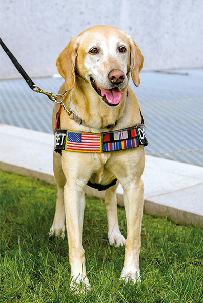 Summer, la chienne labrador retriever de 9 ans, est une héroïne de guerre américaine hautement décorée.