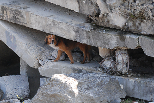 Un chien de catastrophe s’entraîne à la recherche dans des décombres.